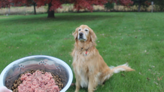 10 Easy Toppers for Dog Food