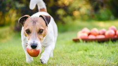 Can Dogs Eat Apples? What You Should Know.