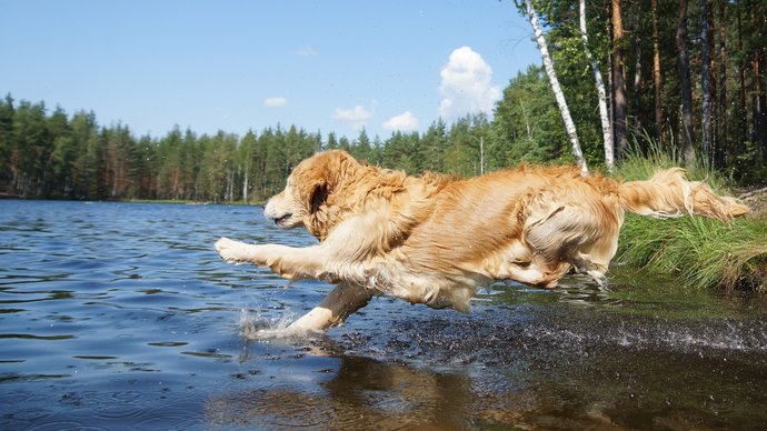 Tips to Keep Your Dog Active & Fit