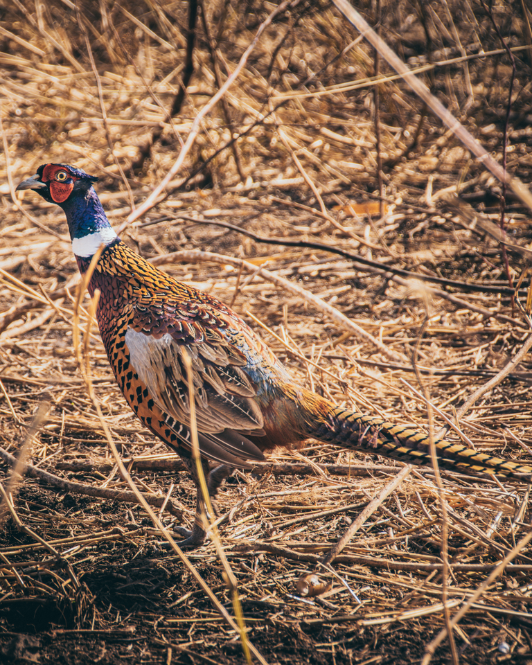Picture of a pheasant